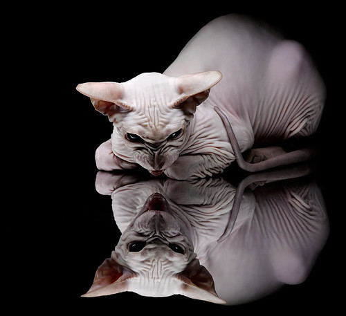 体育奇迹的双子星,印度板球绝杀与马琳羽坛统治