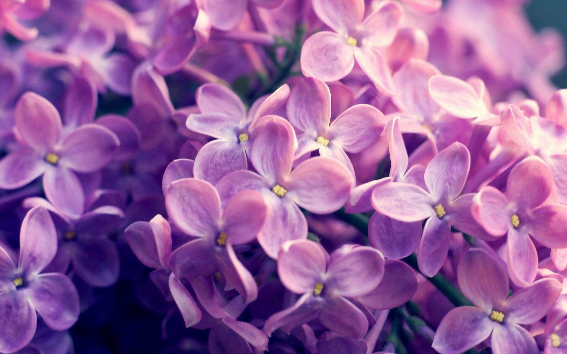 爱游戏APP-戴维斯杯，历史血脉中的唯一，拉沃尔杯永远无法复制的荣光