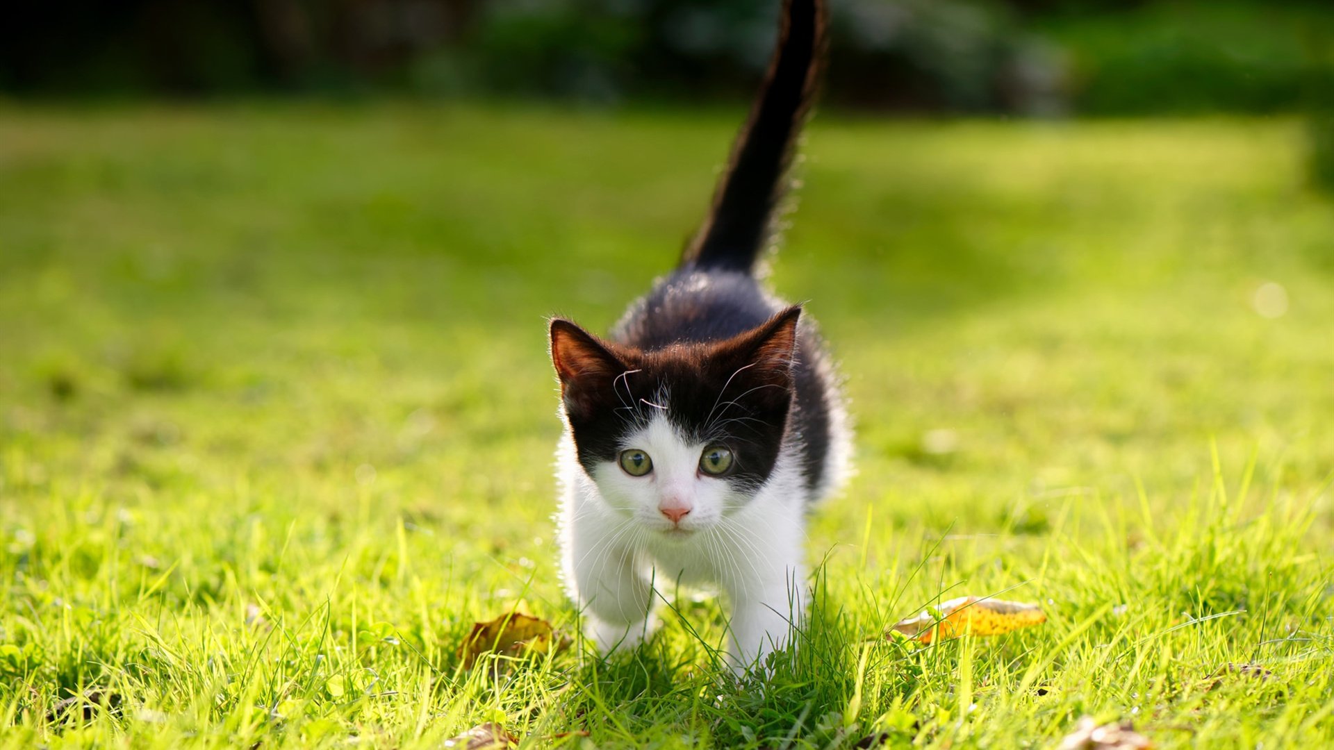 爱游戏官方-唯一性的胜利，勒沃库森完胜比利时与梅西带队取胜的足球启示