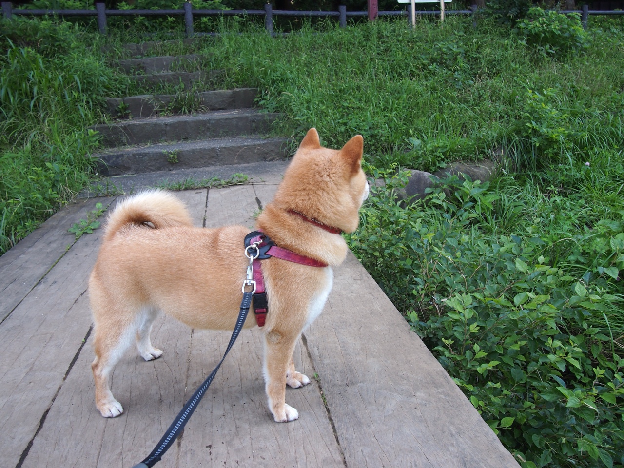 当高卢雄鸡鸣响角斗场,一场跨越千年的绿茵征服