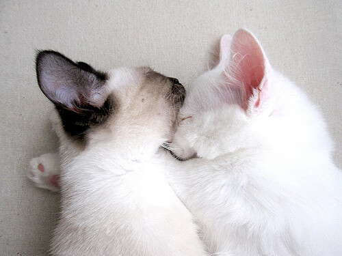 若日尼奥一锤定音！莱比锡铁血防守，斩落那不勒斯于欧冠之夜