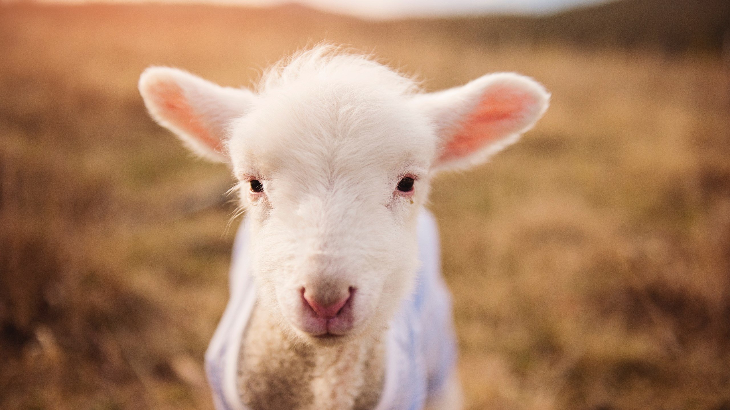 艺术击败野性，毕尔巴鄂战术枷锁困住乌拉圭，富安健洋成为非典型关键先生