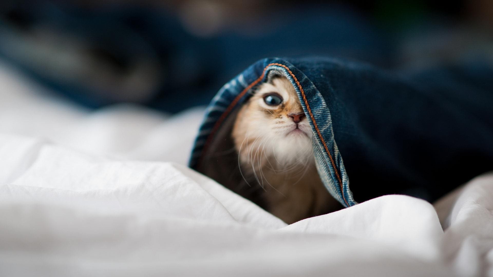 金雨中的逆行者,当法比尼奥的精准外科刀切开德甲争冠夜的疯狂