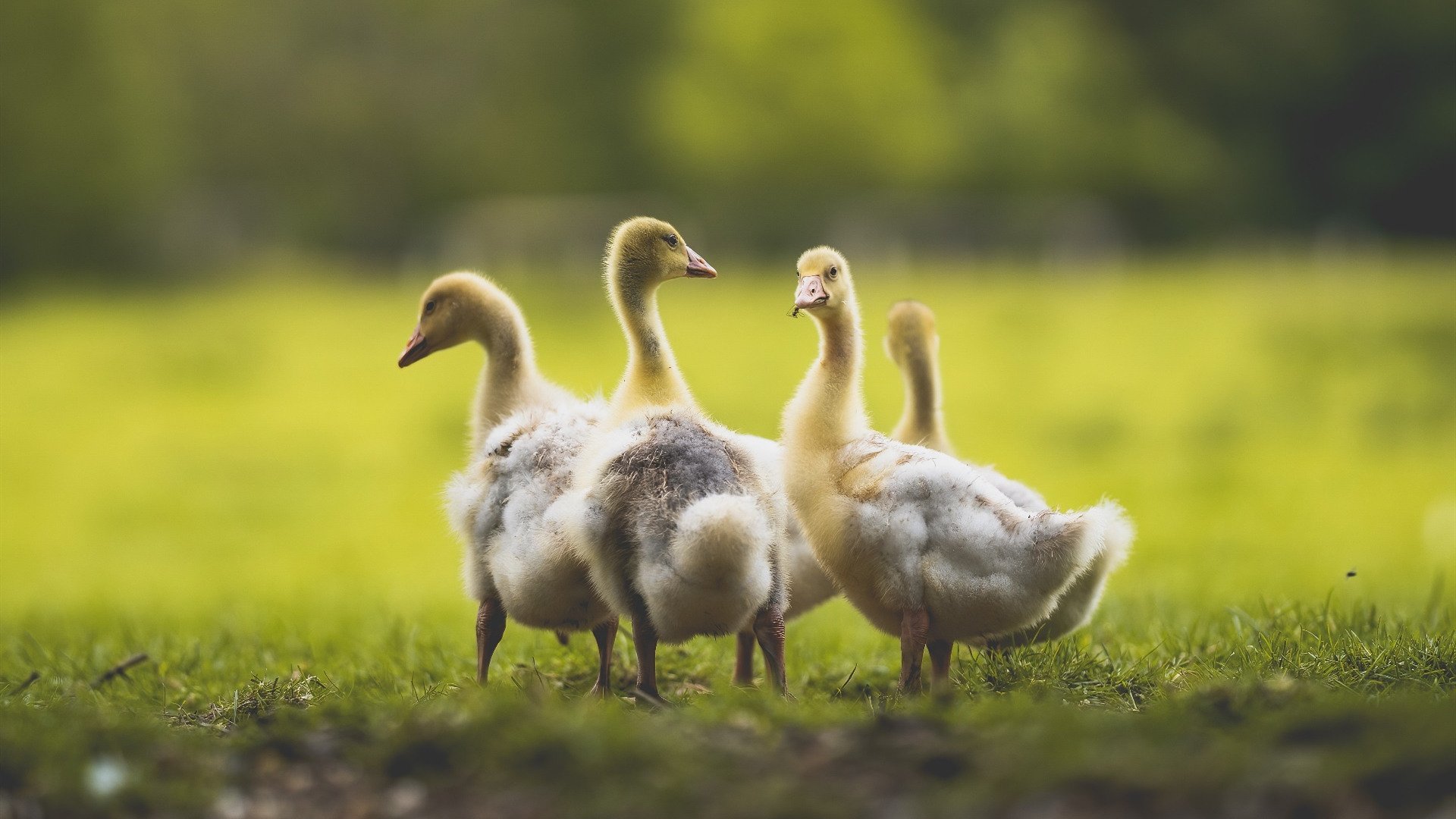 冰与火之歌，萨卡的光芒与雷恩的致命一击
