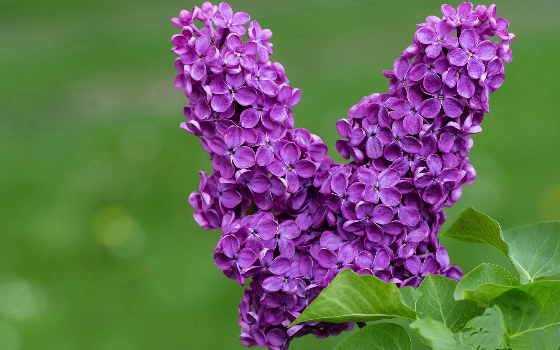 爱游戏官方-当非洲大象碾过阿尔卑斯山脊，李刚仁在2026世界杯的加冕之夜