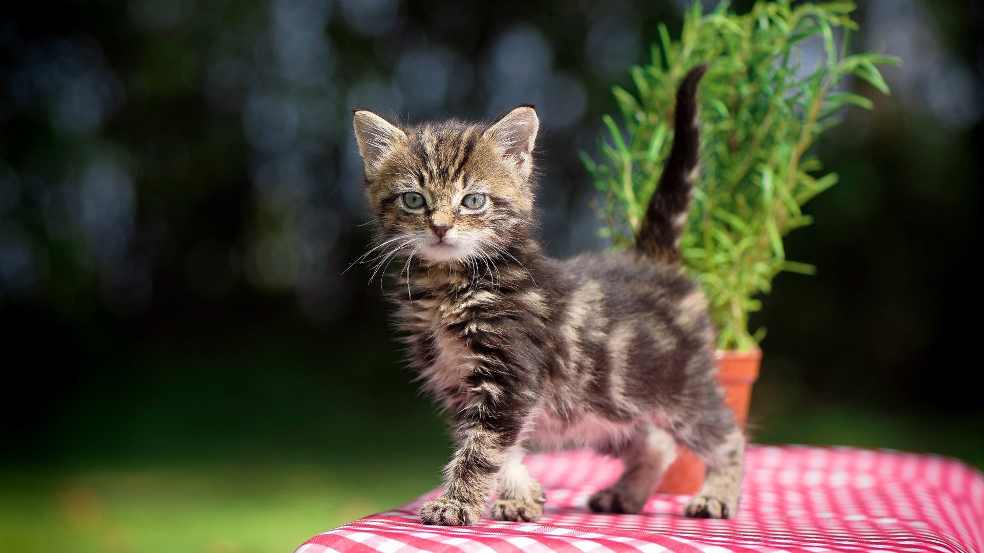 爱游戏娱乐-辽宁篮球队逆袭独行侠？保罗的关键球改写历史！