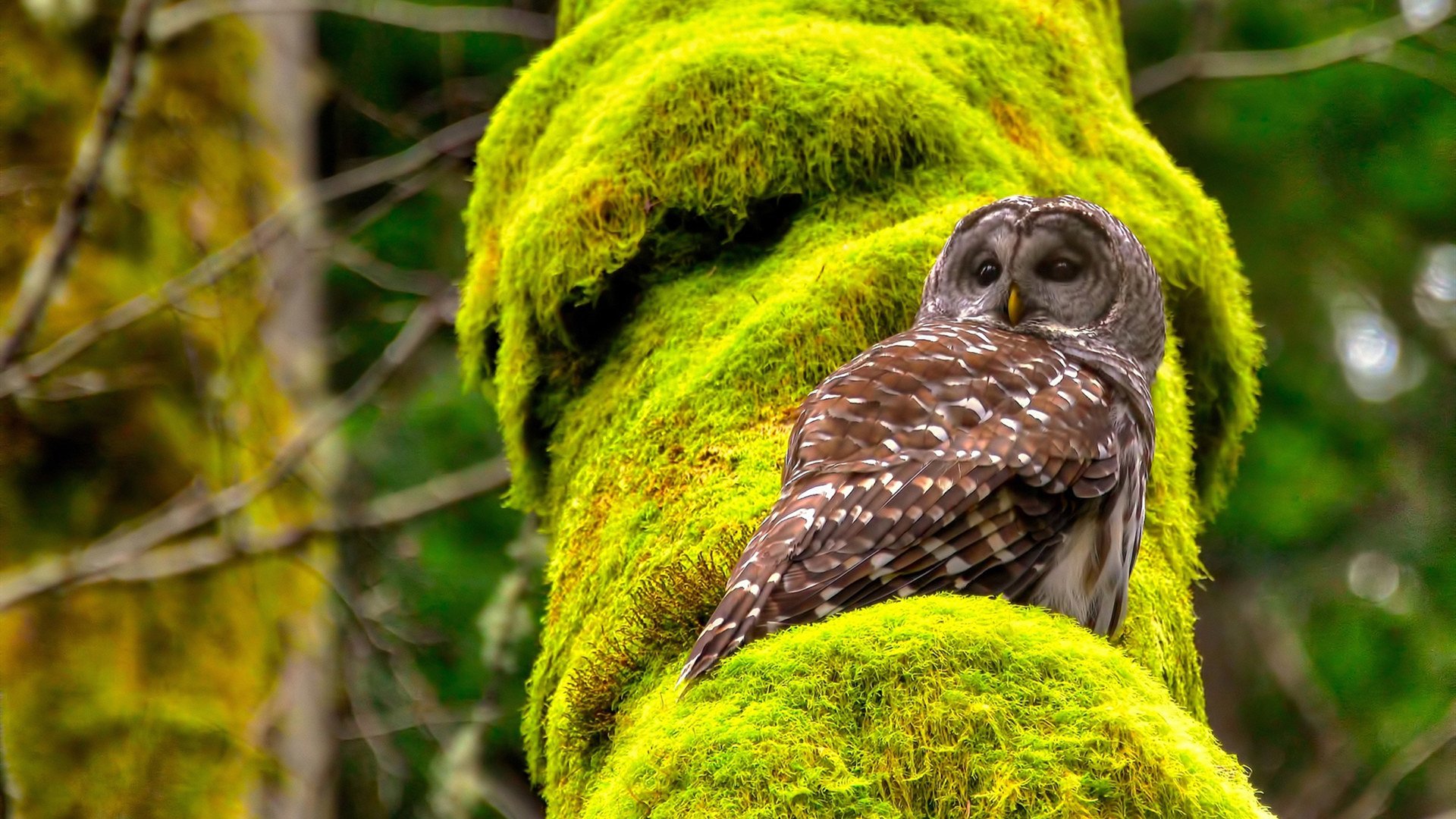 欧冠决赛之夜，当艺术被重新定义，一部名为布雷默的经典诞生