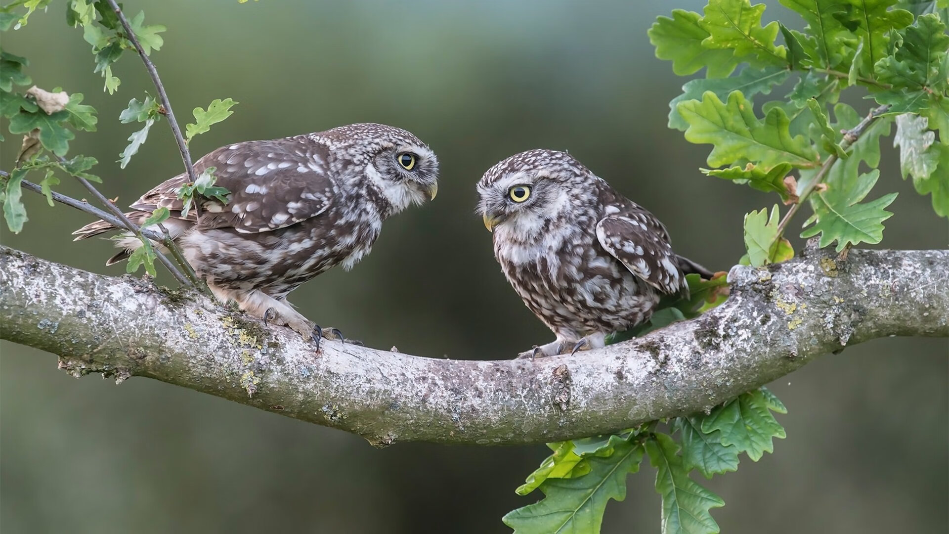 当福克斯出现在错误标题中，一场记忆错位的篮球狂欢