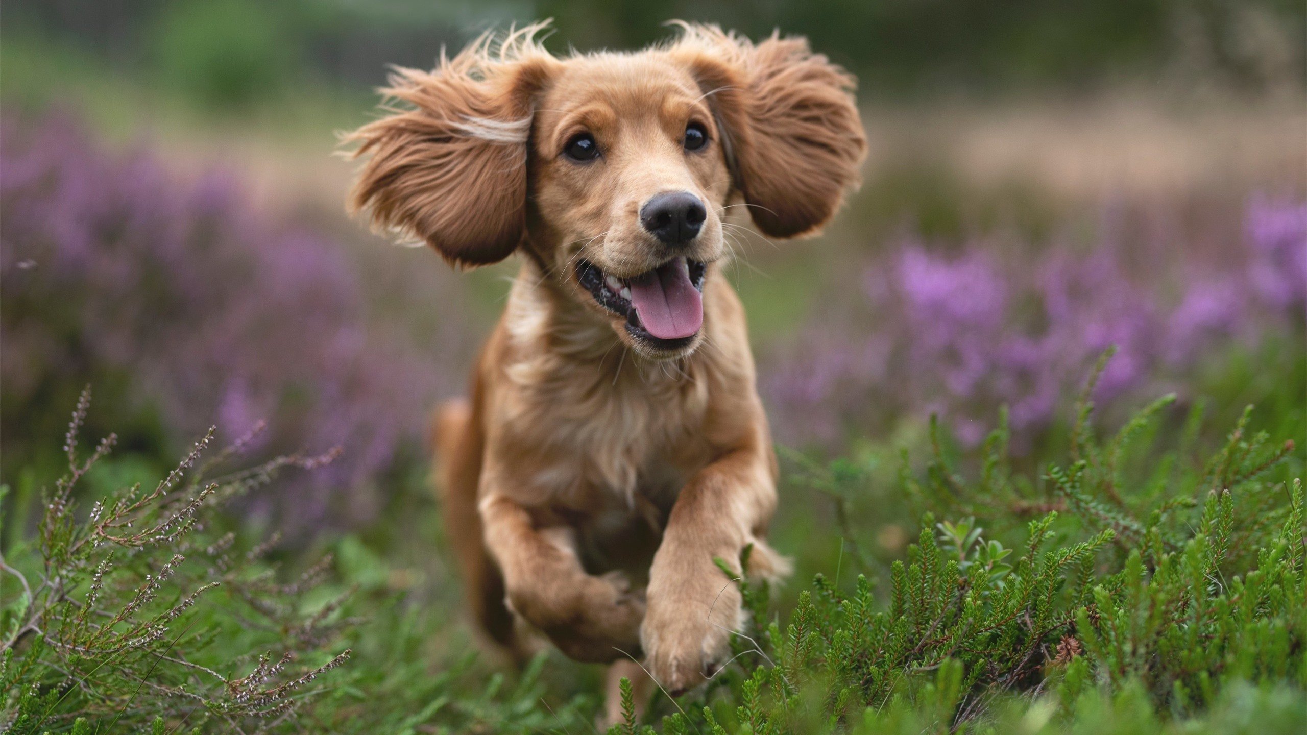 撕裂沉默的人，东契奇对阵骑士关键一投，独行侠淬火重生