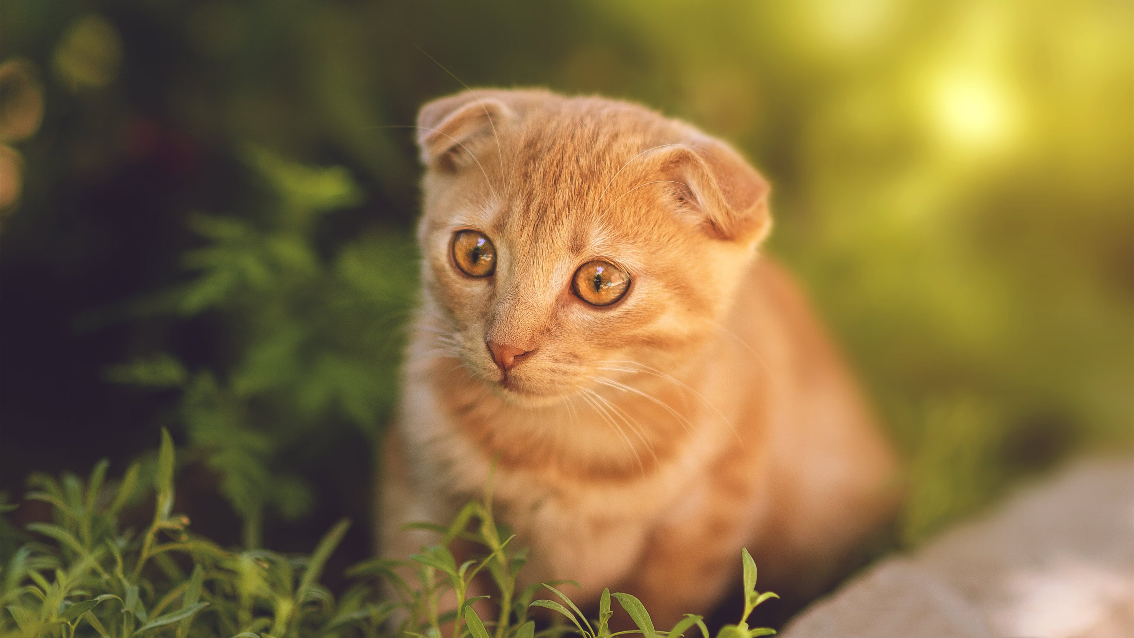 没有小球的时代，只有被忽略的巨人，戈贝尔31+14如何拆穿勇士战术幻象