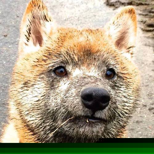 冰上火焰,杰伦·格林冻结篮网,辽宁队防线熔铸冠军铁壁