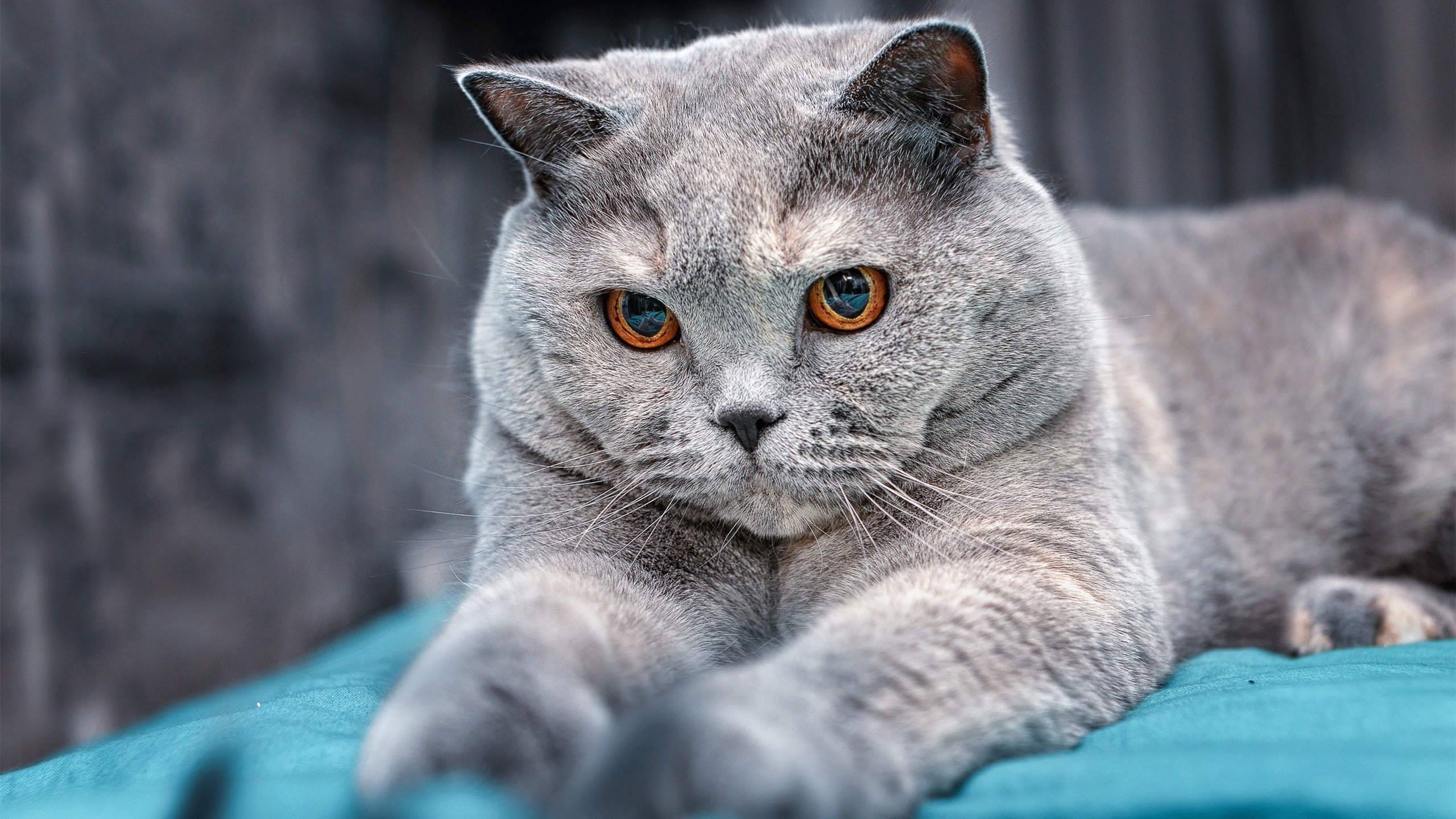 不败之师的终极试炼,德甲争冠夜乔治一剑封喉