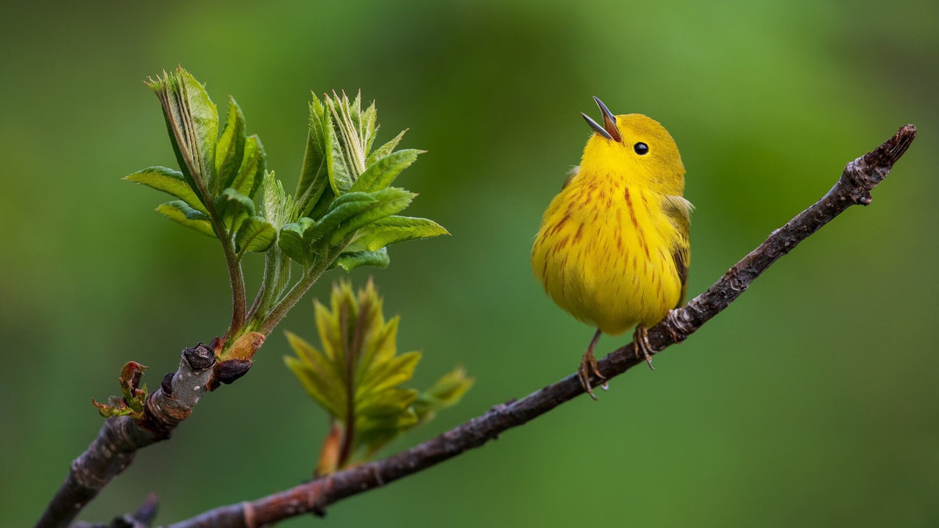 绿茵门神与橄榄球场的共鸣，当奥纳纳的冠军级表现照亮法国对阵威尔士之战