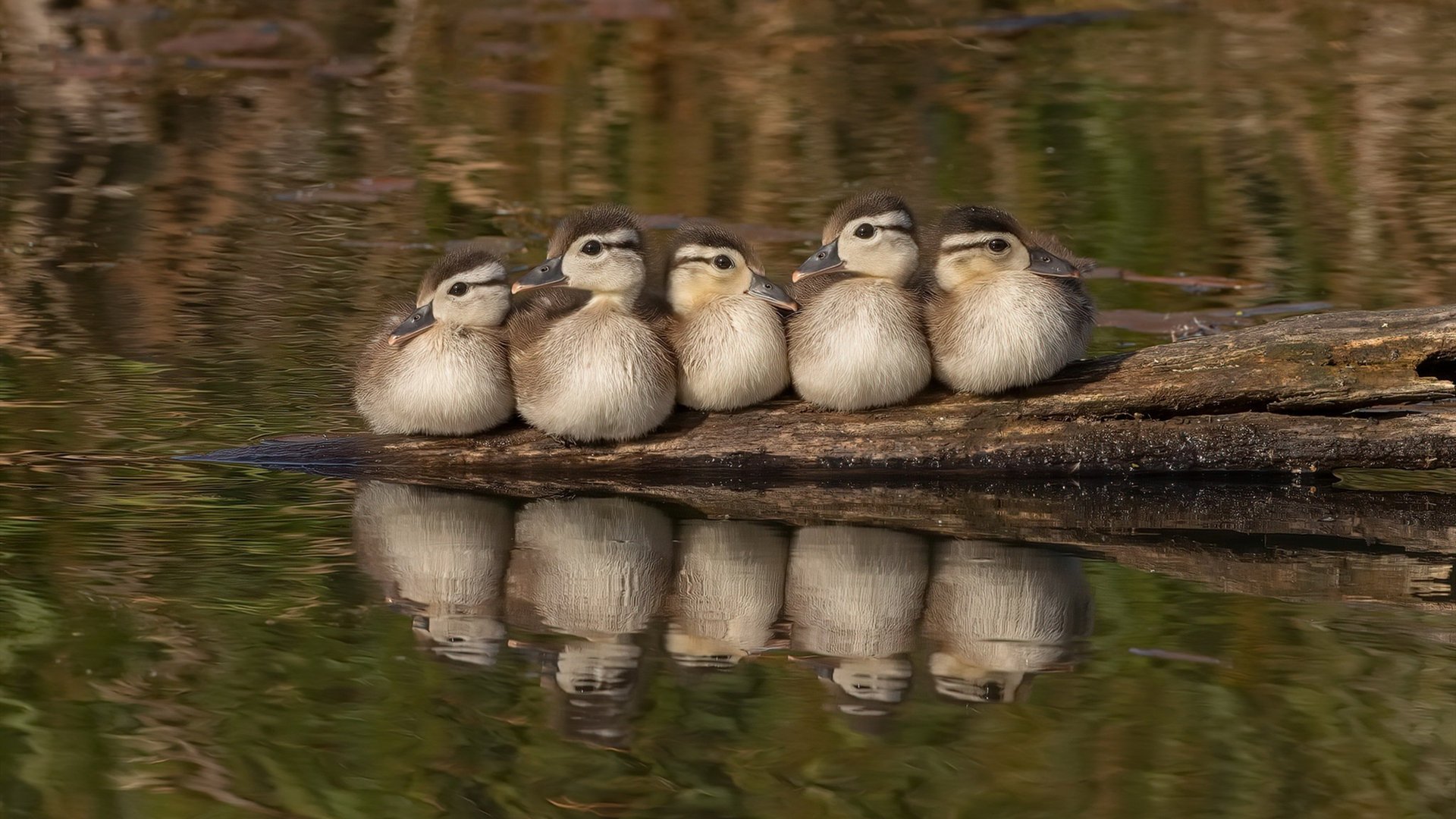 爱游戏体育-神罚之火，拉文40+5+5凿穿铁壁，年度焦点之夜的攻防美学