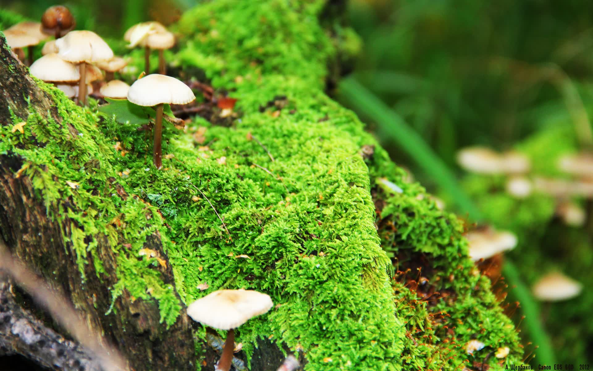 绝杀之夜,当星条旗刺穿波斯铁幕,凯恩用上帝视角执掌生死